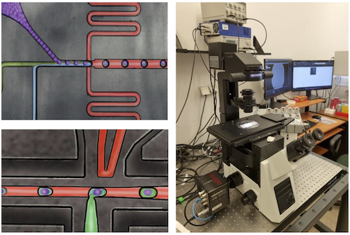 Single-cell assays in microdroplets